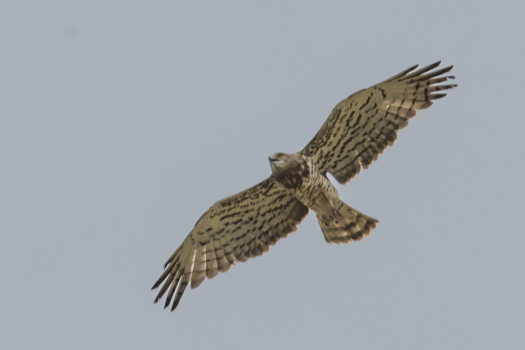 Circaète Jean Le Blanc adulte (Short-toed snake-eagle, Circaetus gallicus) , Brousse de Somone.